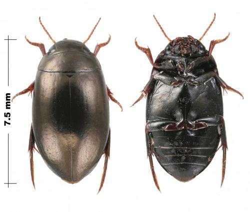 Ilybius chalconatus